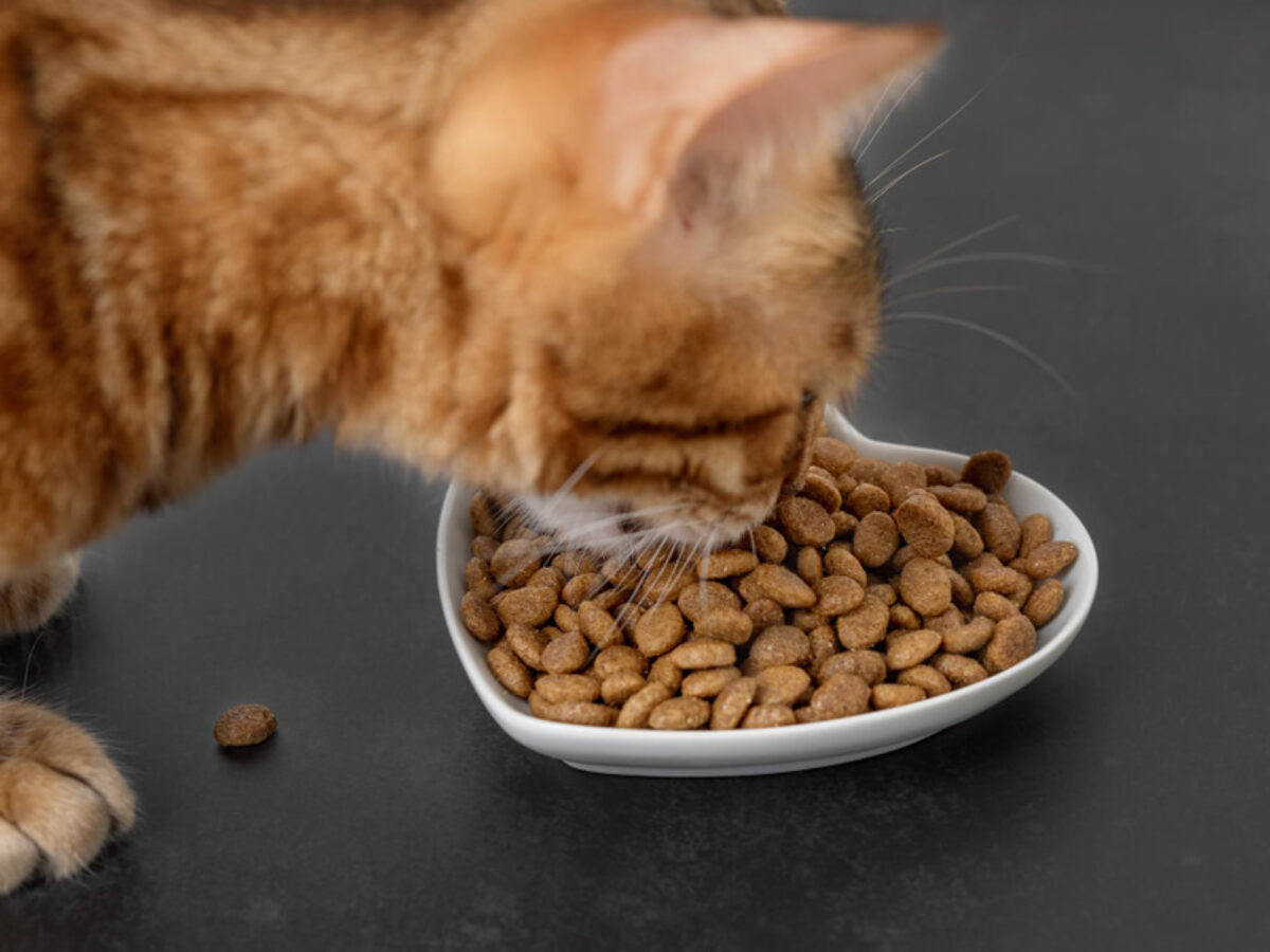 Comida para gatos
